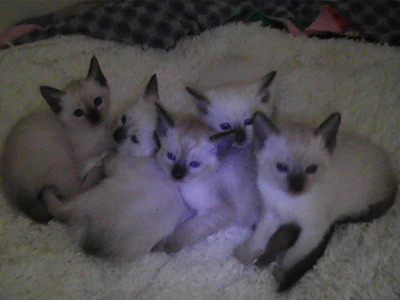 seal point siamese for sale near me
